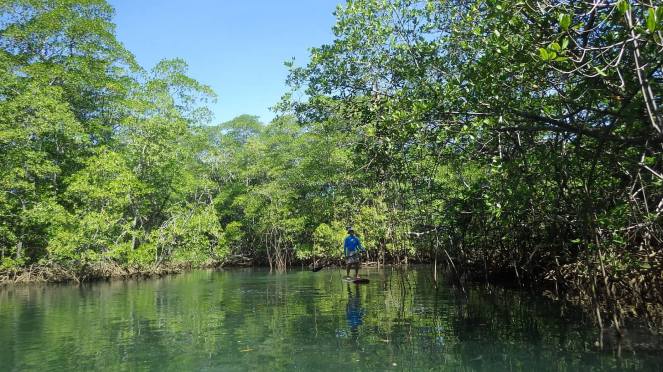 Mangroves